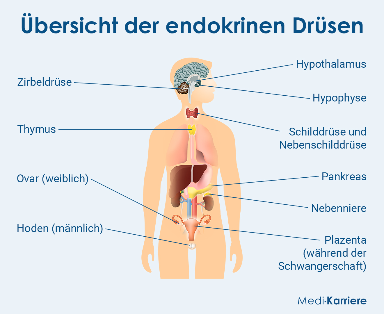 Endokrine Drüsen Grafik