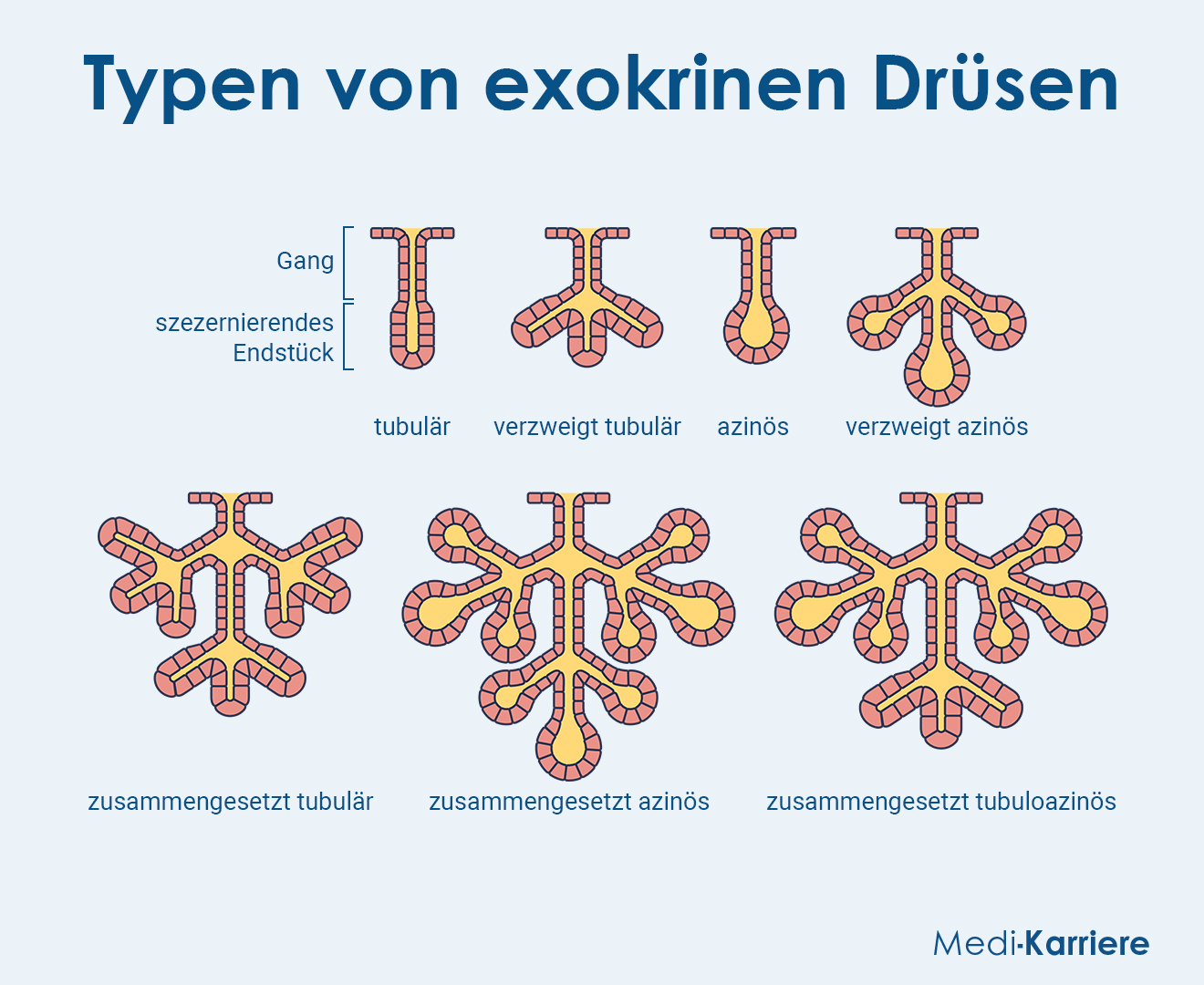 Exokrine Drüsen Grafik