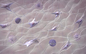 Skin,Extracellular,Matrix,Structure.,Fibroblasts,,Collagen,,And,Elastic,Fibers,3d