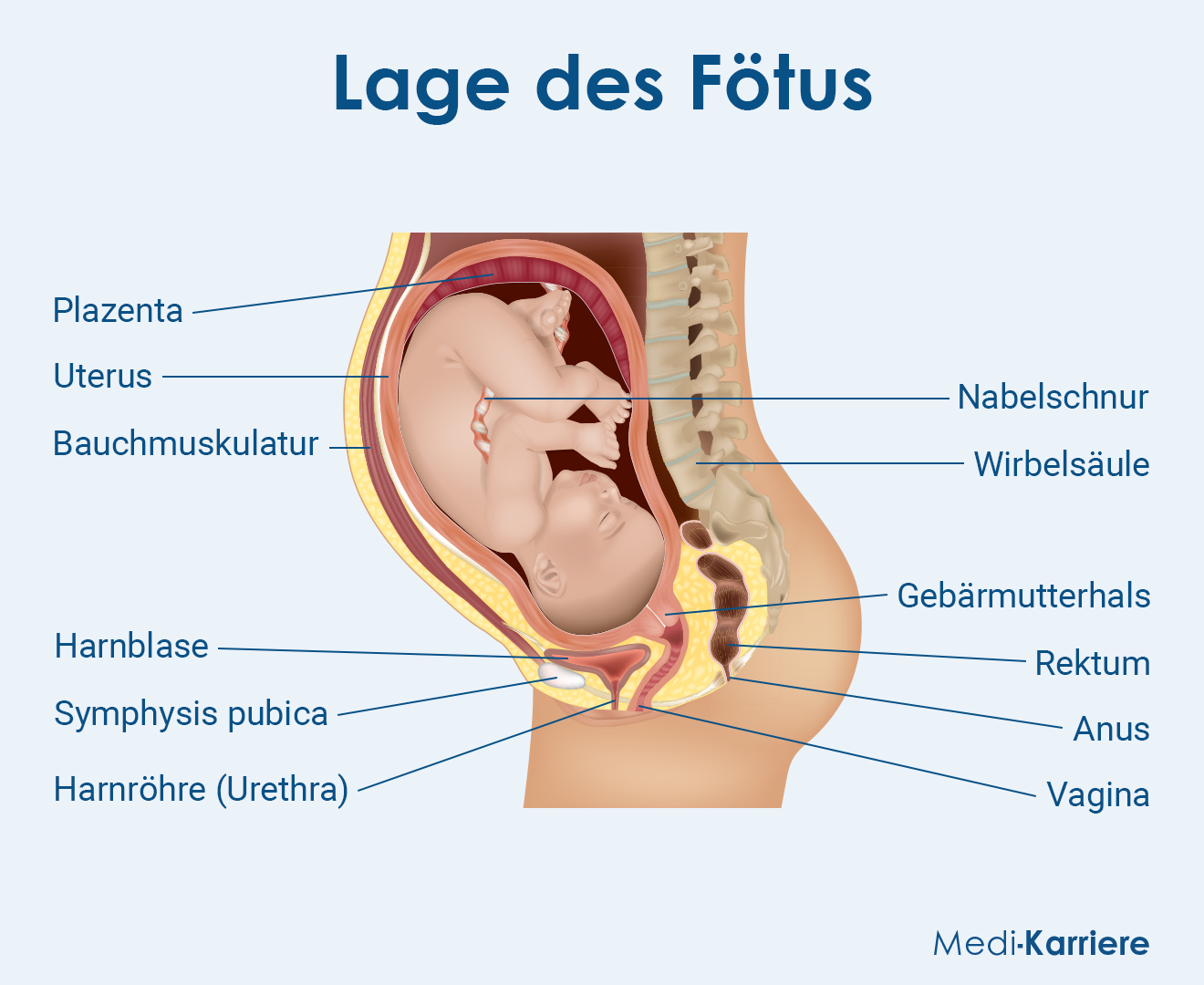 Fötus Grafik