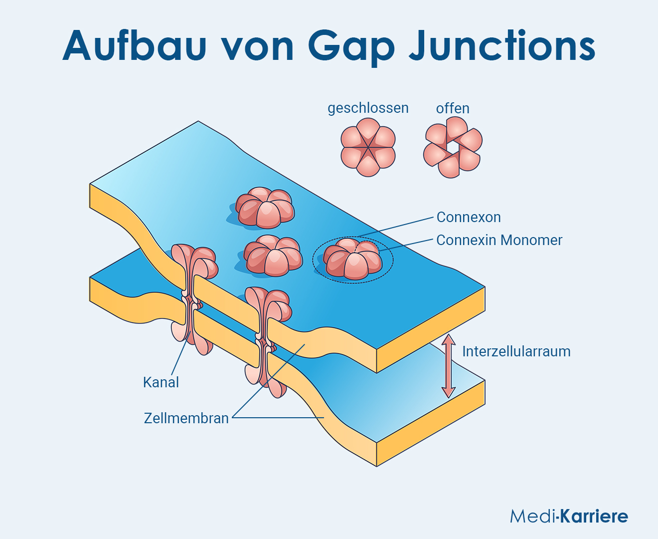 Gap Junctions Grafik