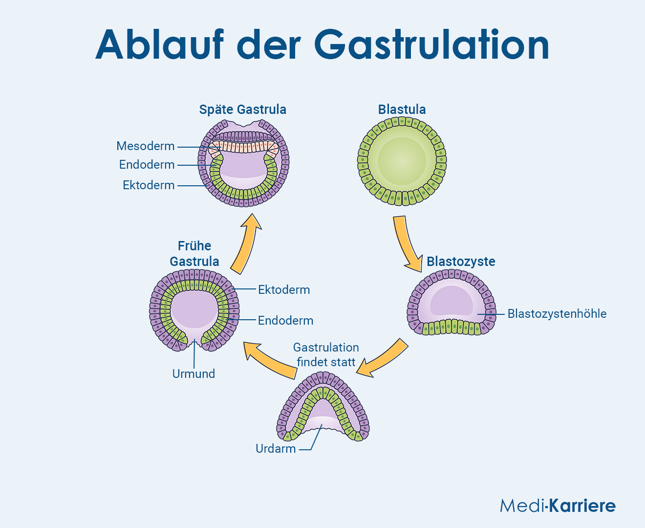 Gastrulation Grafik