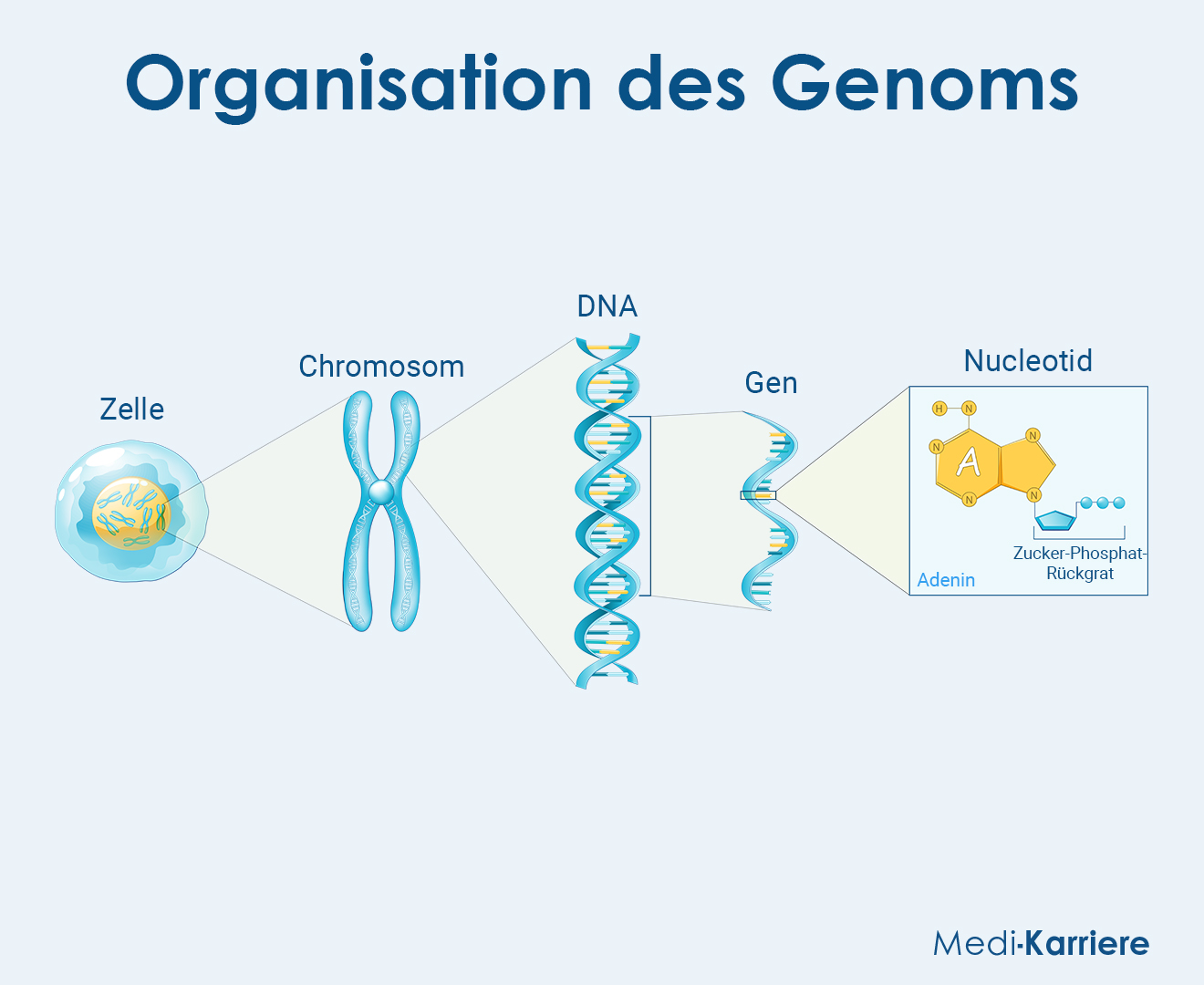 Genom Grafik