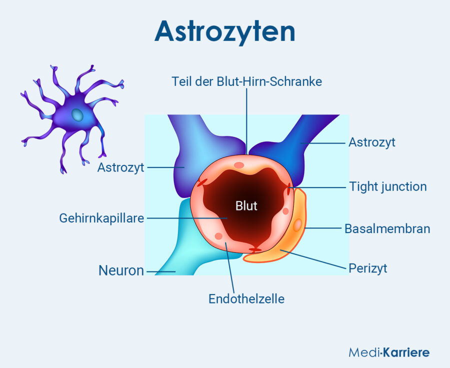 Grafik Astrozyten