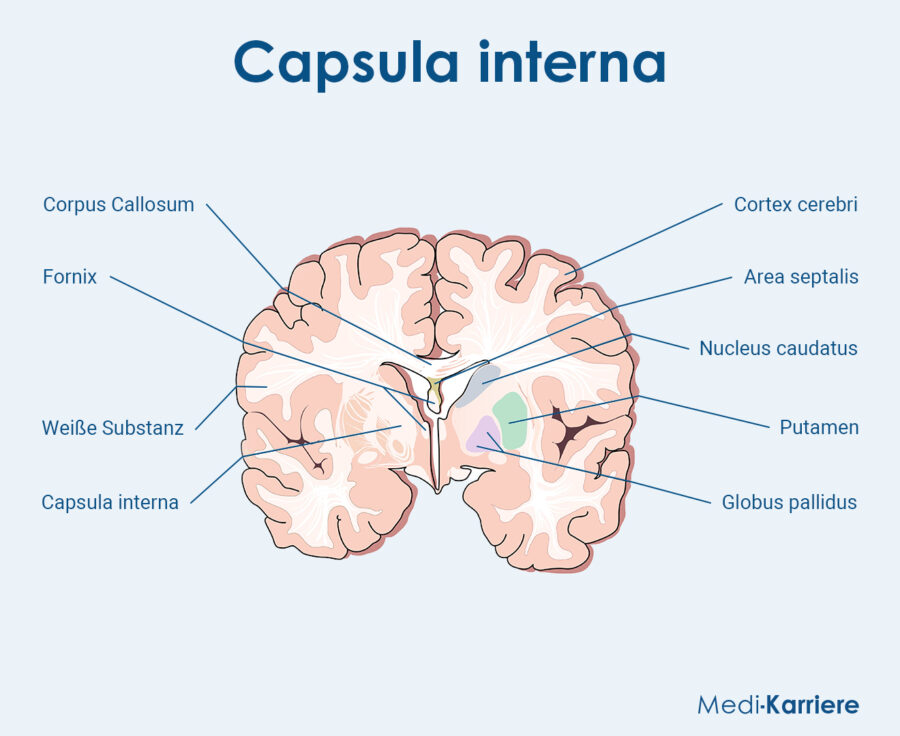 Grafik Capsula Interna