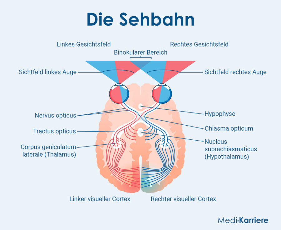 Grafik Chiasma Opticum