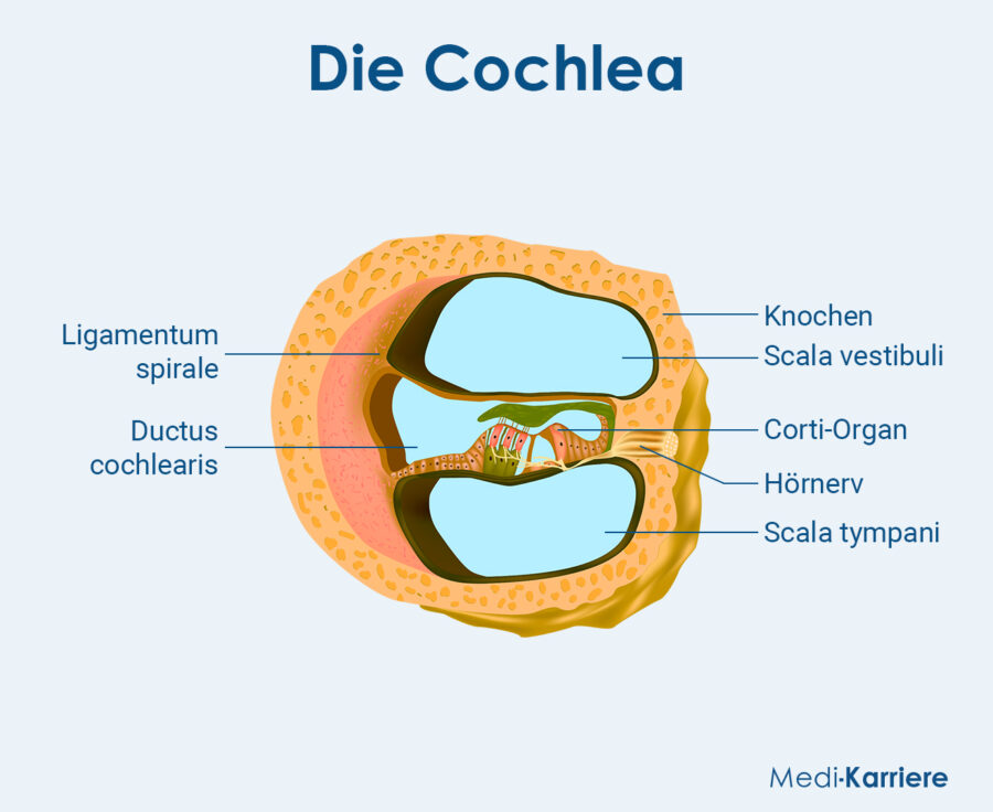 Grafik Cochlea