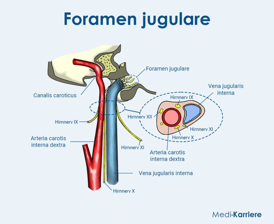 Grafik Foramen Jugulare