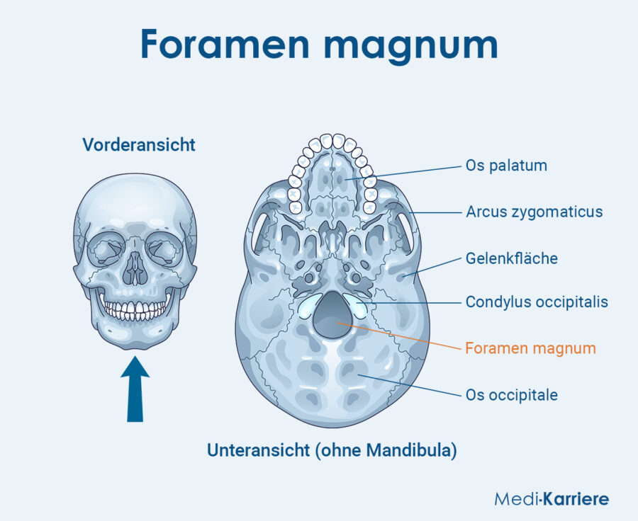 Grafik Foramen Magnum