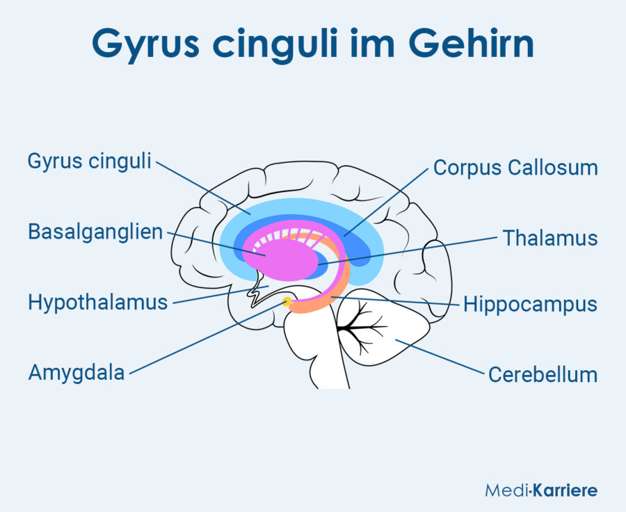 Grafik Gyrus Cinguli