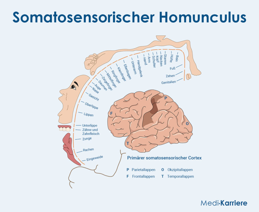 Homunculus Grafik