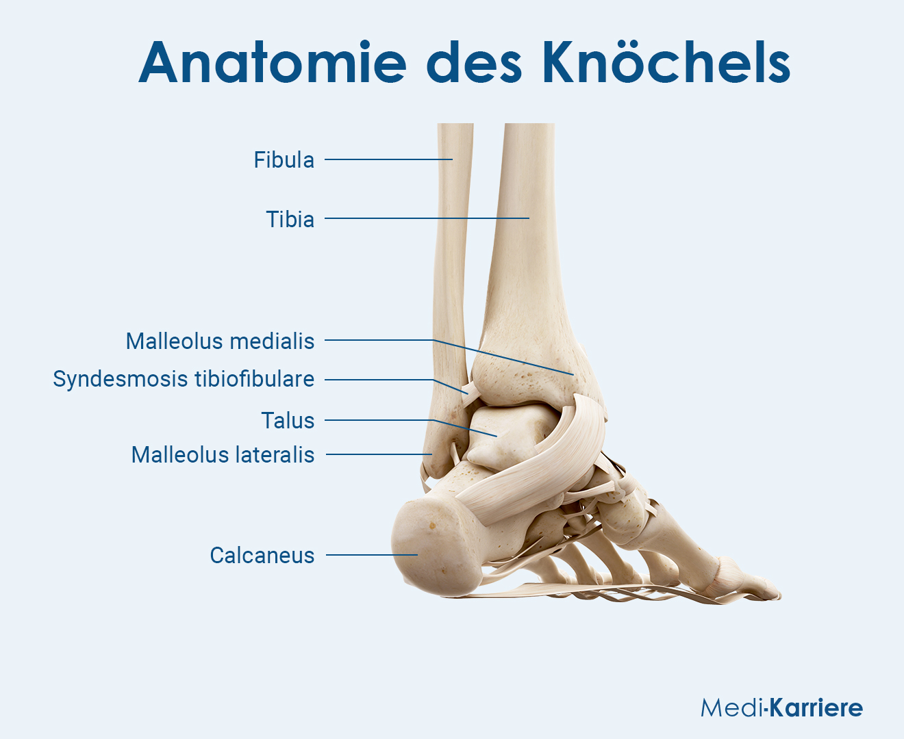 Knöchel Grafik(1)