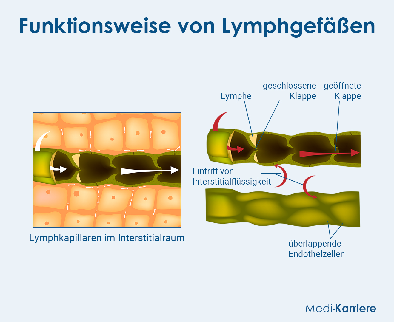 Lymphgefäße Grafik