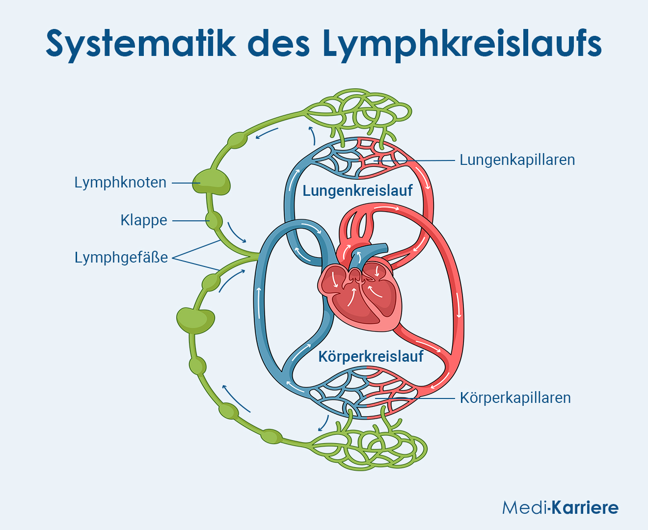 Lymphsystem Grafik