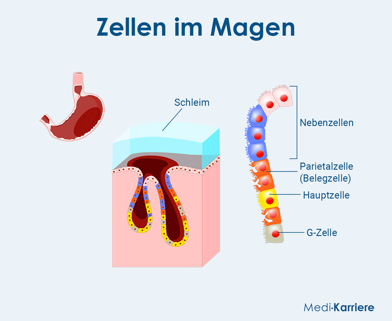 MagensÃ¤ure Grafik