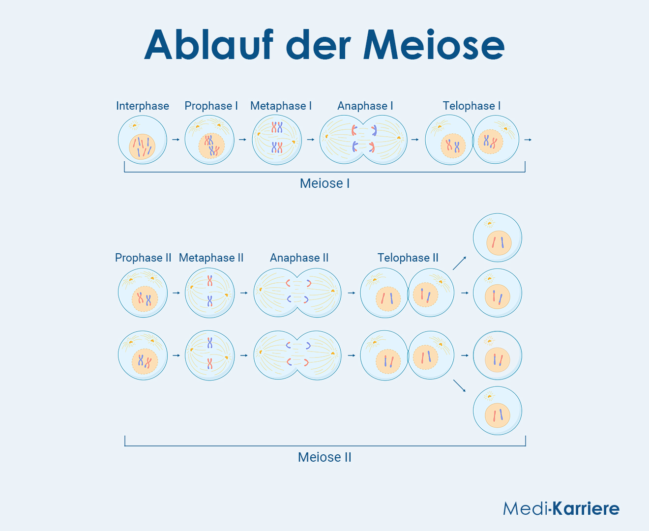 Meiose Grafik