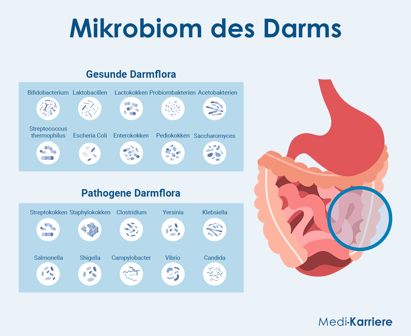 Mikrobiom Grafik