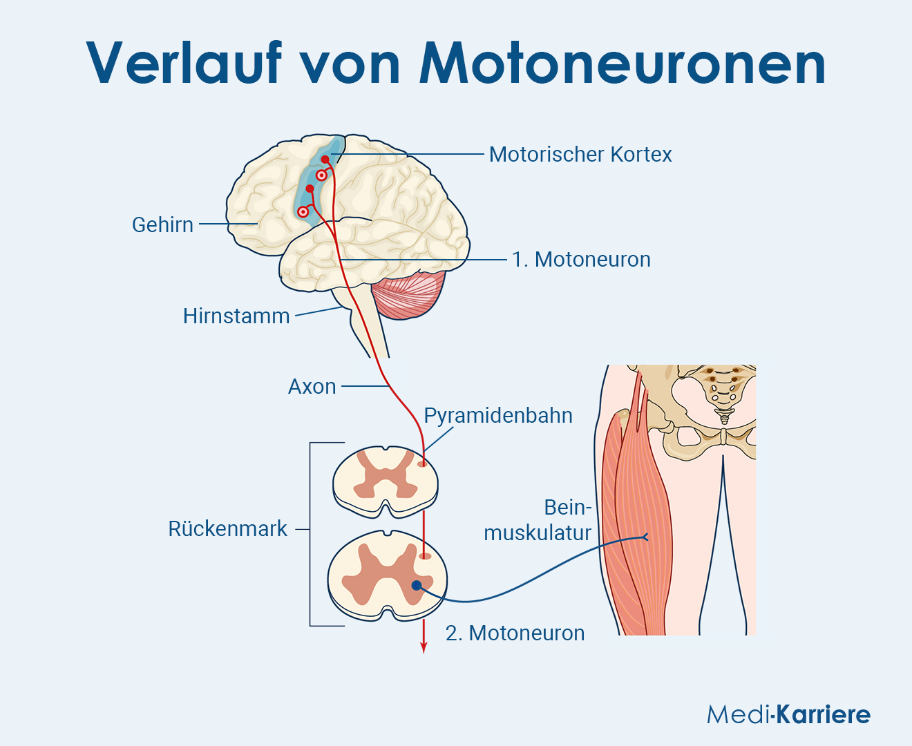 Motoneuron Grafik