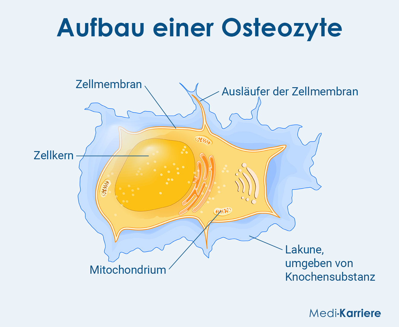 Osteoblasten Grafik