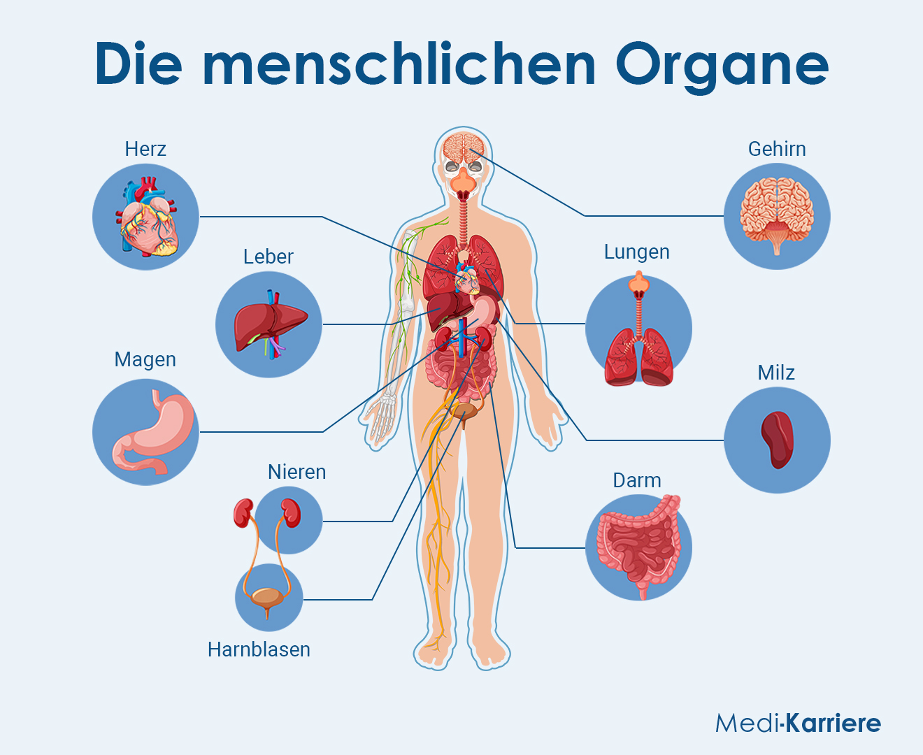 Parenchym Grafik