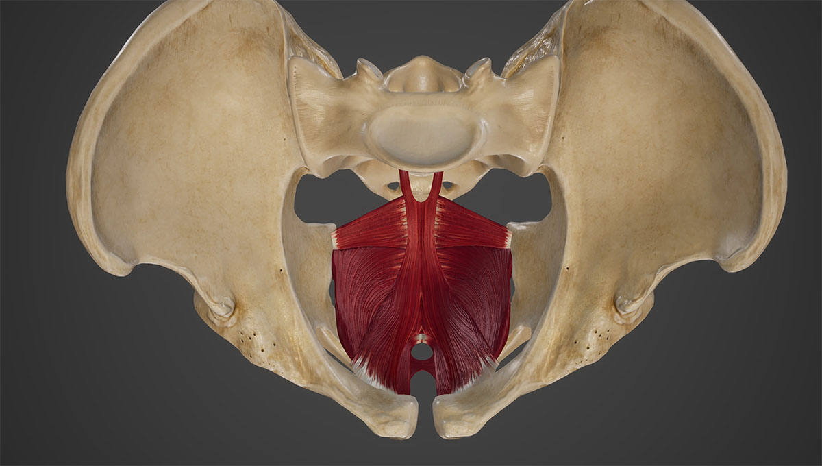 Pelvic,Floor,Superior,View.3d,Rendering