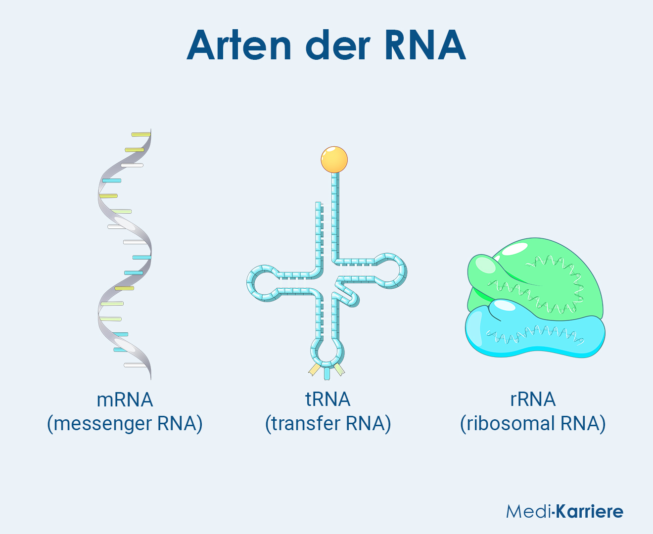 RNA Grafik