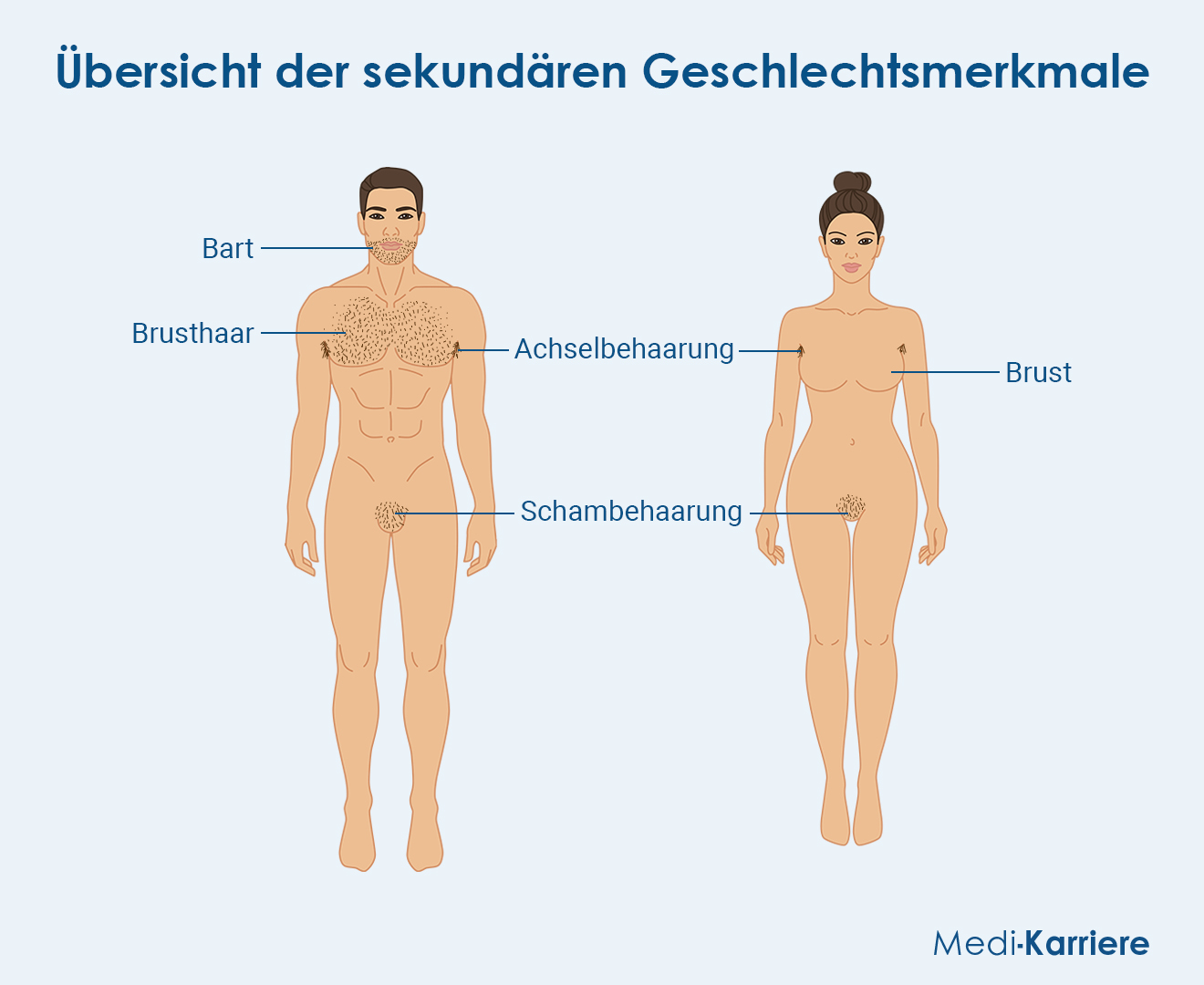 Sekundäre Geschlechtsmerkmale Grafik