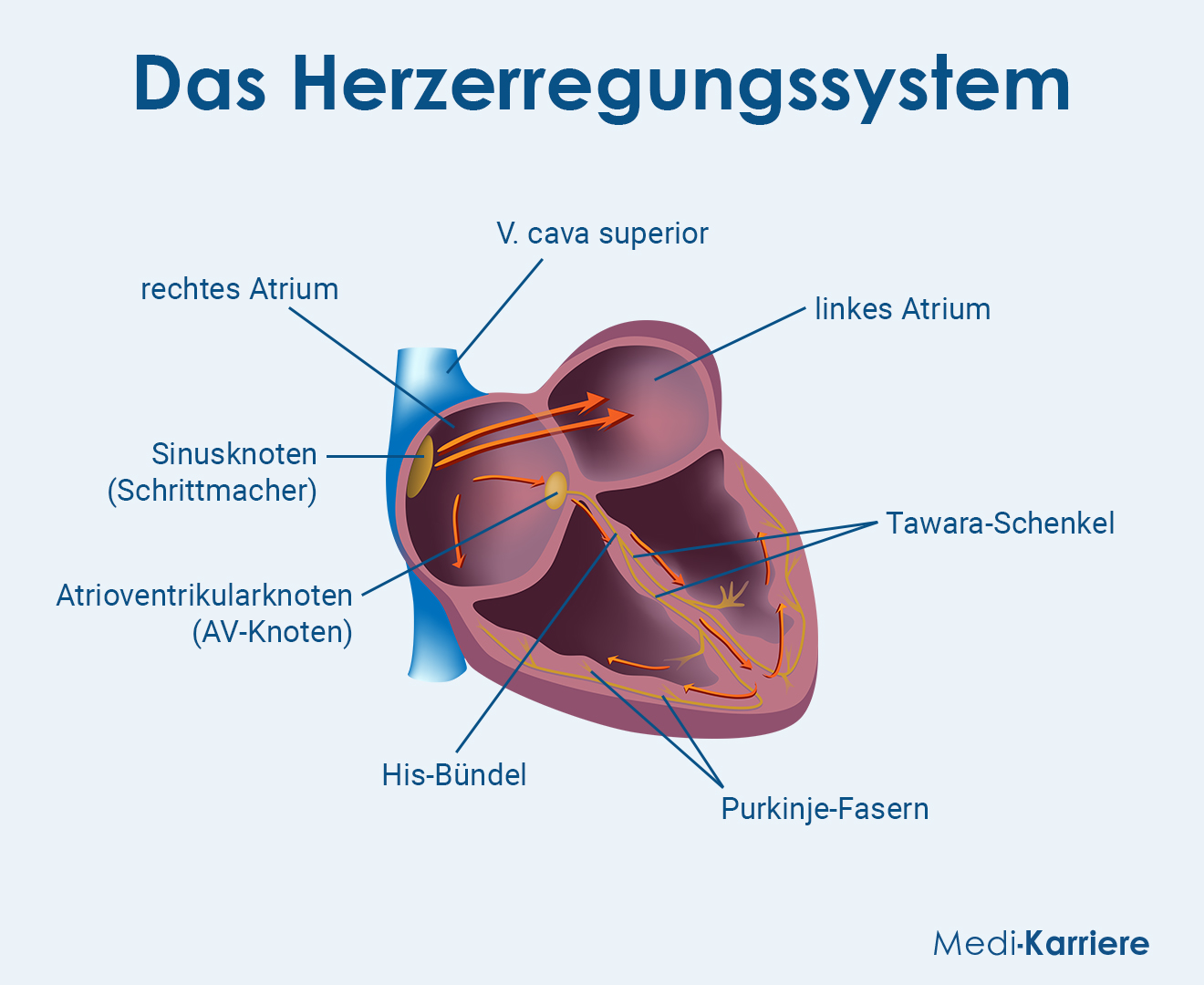 Sinusknoten Grafik