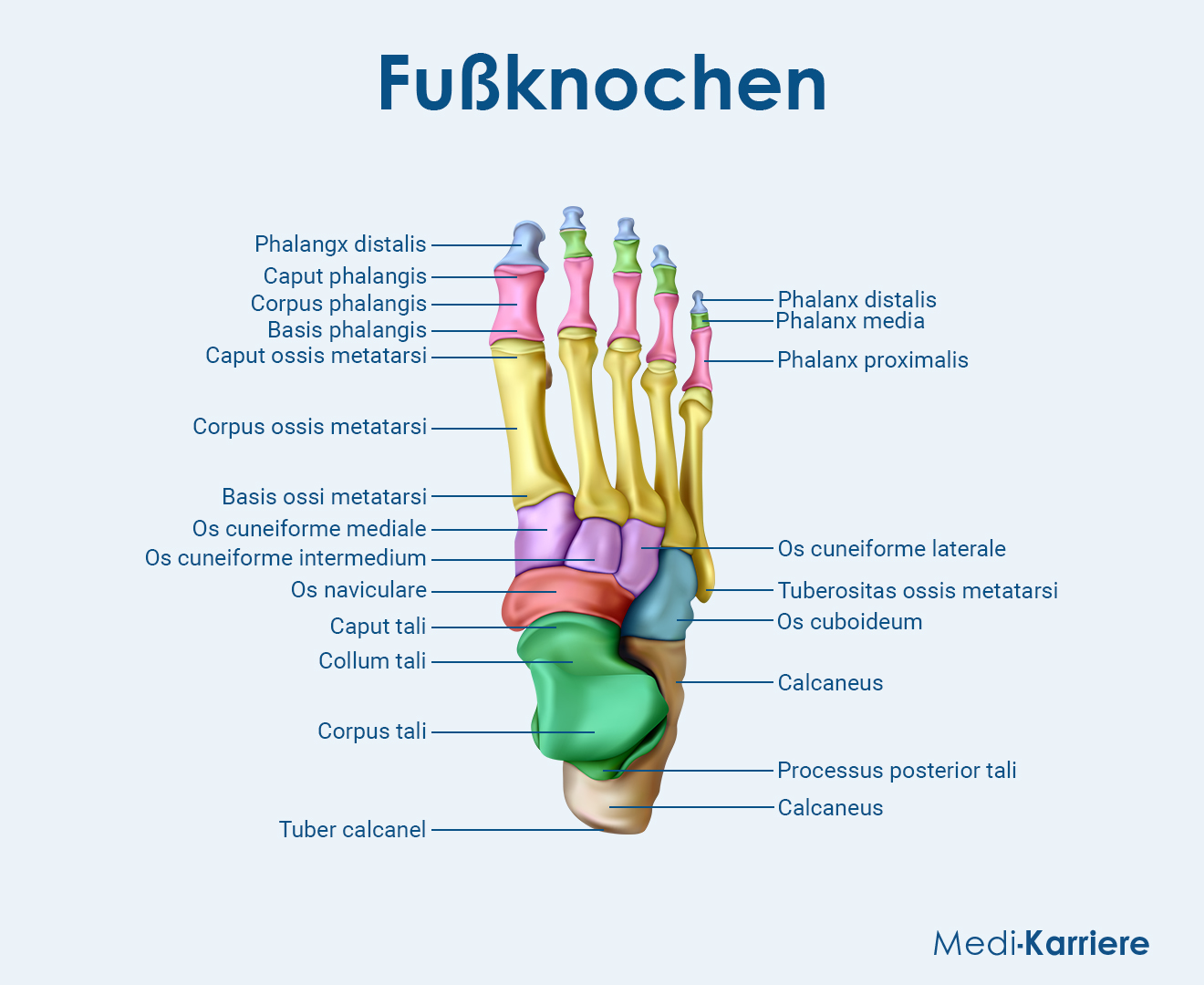 Tarsus (Fußwurzel) Grafik