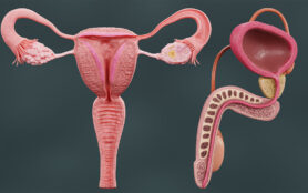 Realistic,3d,Render,Of,Human,Reproductive,System