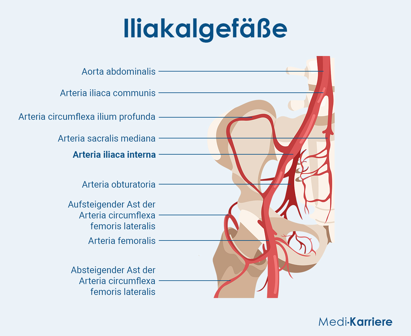 Arteria Iliaca Interna Grafik