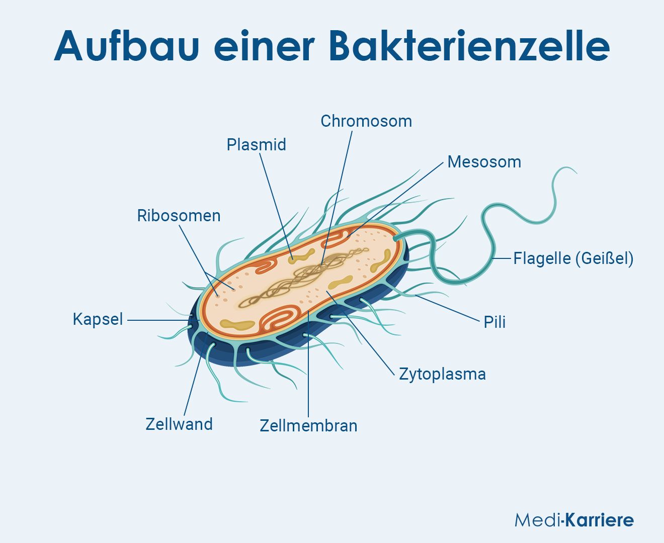 Bakterien Grafik