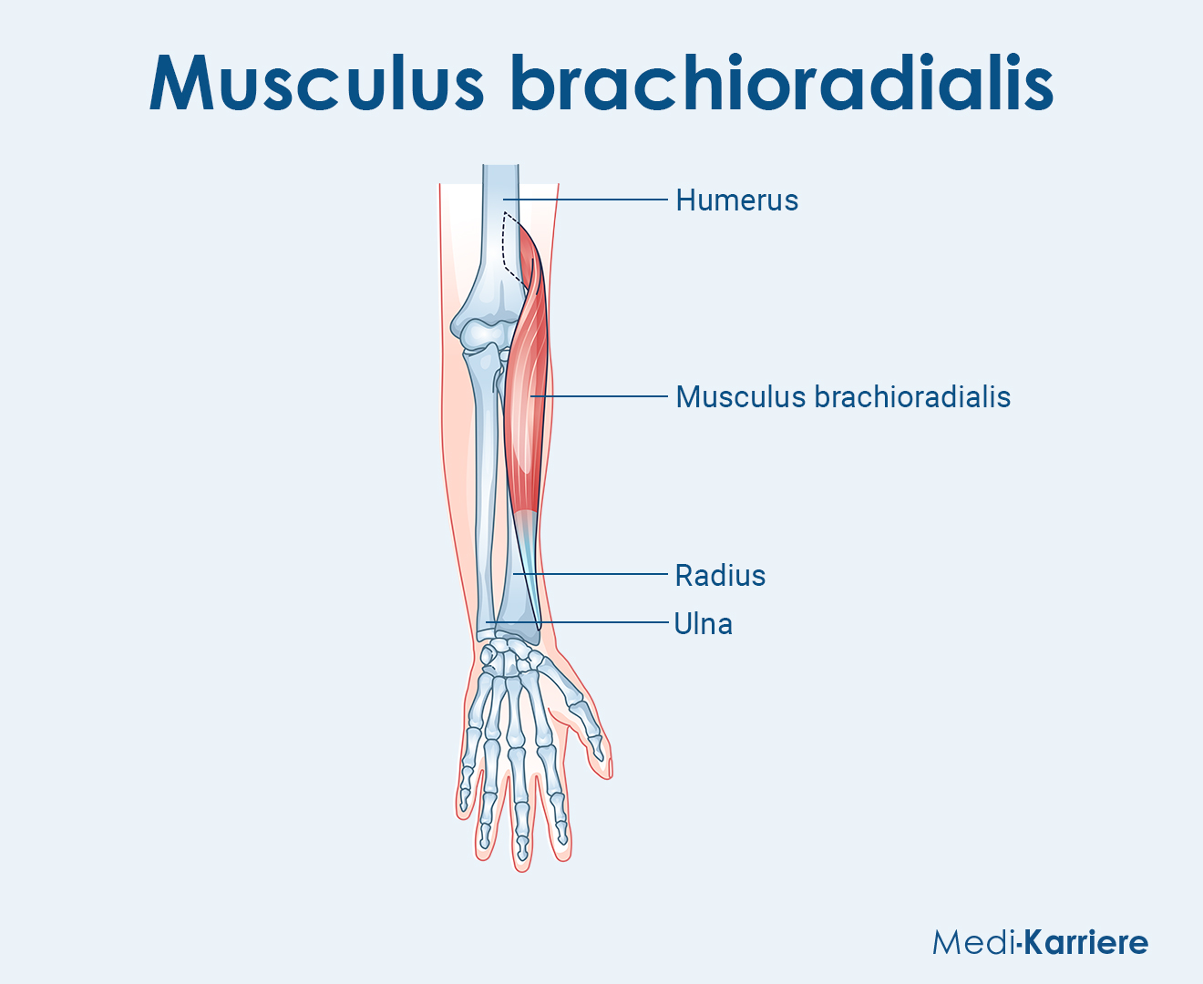 Brachioradialis Grafik