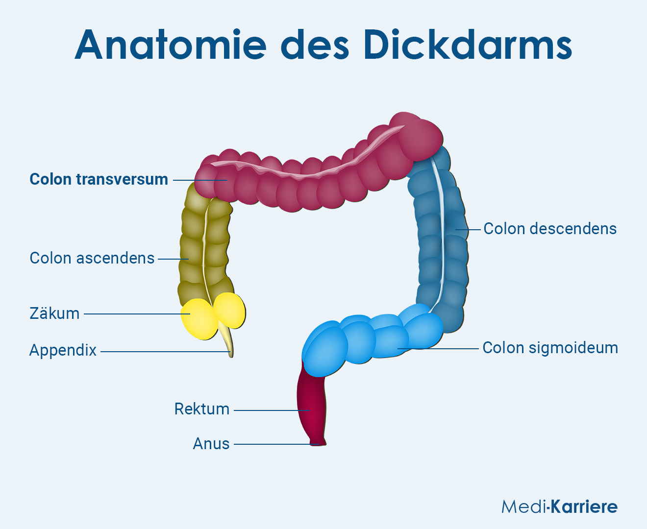 Colon Transversum Grafik