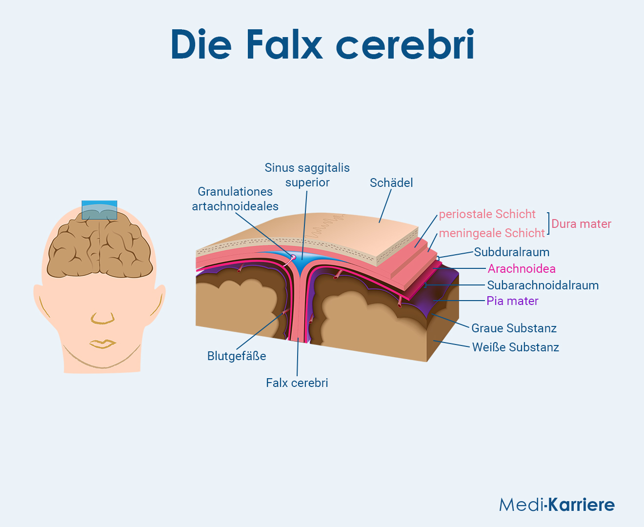 Falx Cerebri Grafik