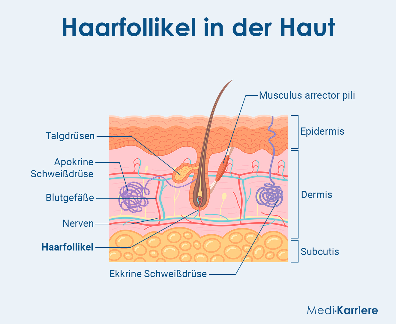 Haarfollikel Grafik