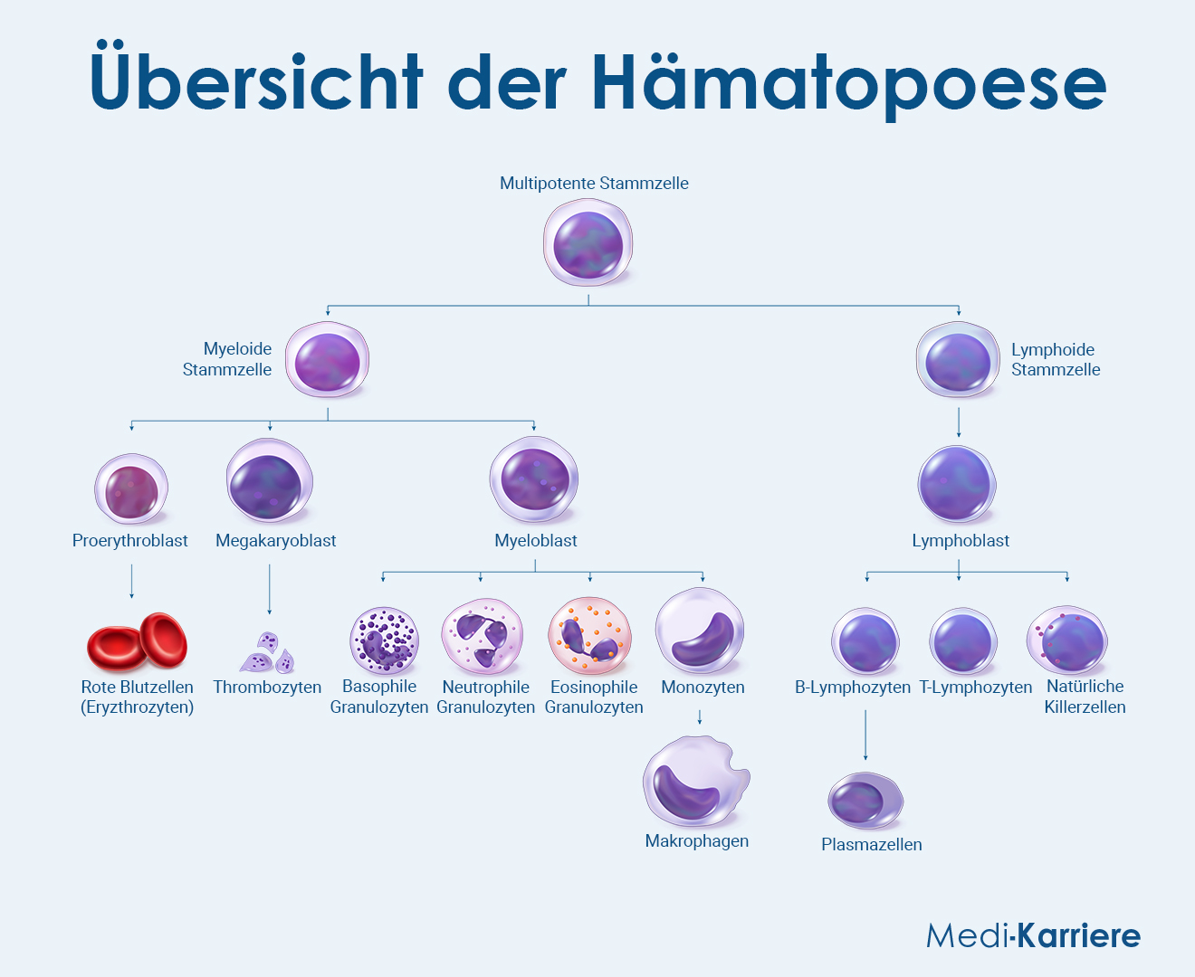 Hämatopoese Grafik