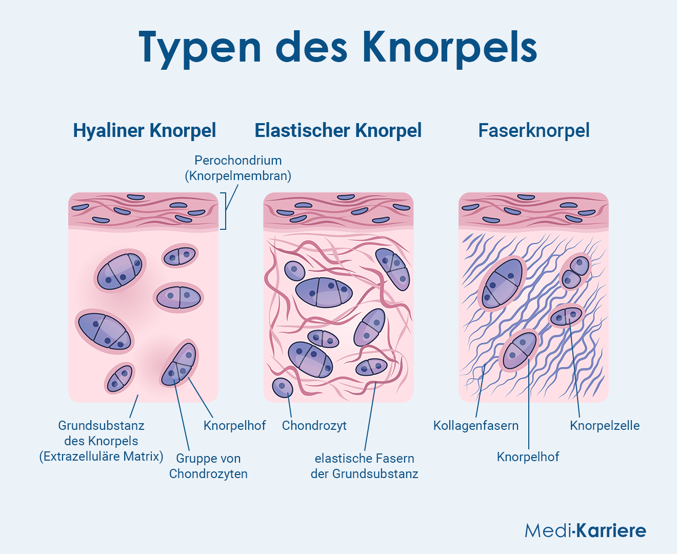 Knorpel Grafik