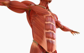 Human,Muscle,Anatomy,For,Medical,Concept,3d,Illustration