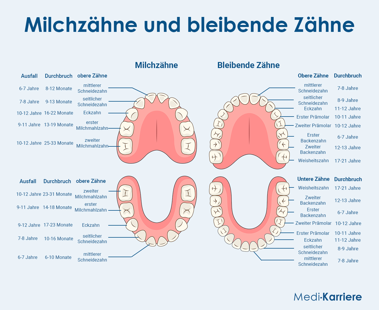 Milchzähne Grafik