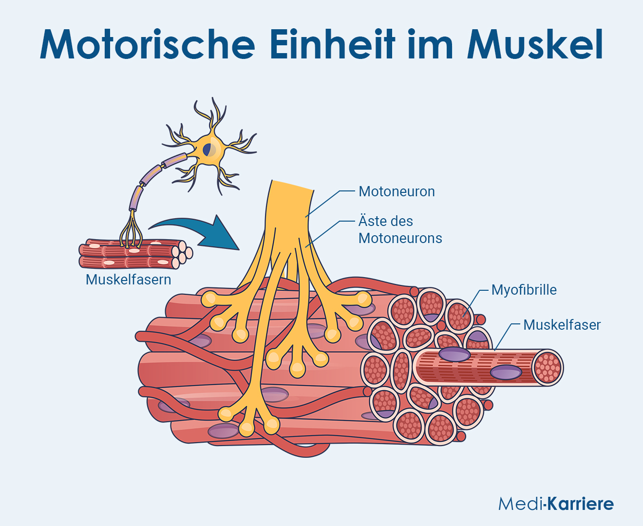 Motorische Einheit Grafik (2)