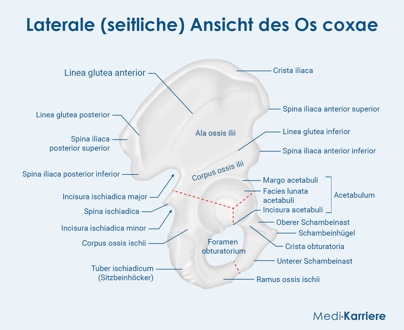 Os Coxea Grafik (1)