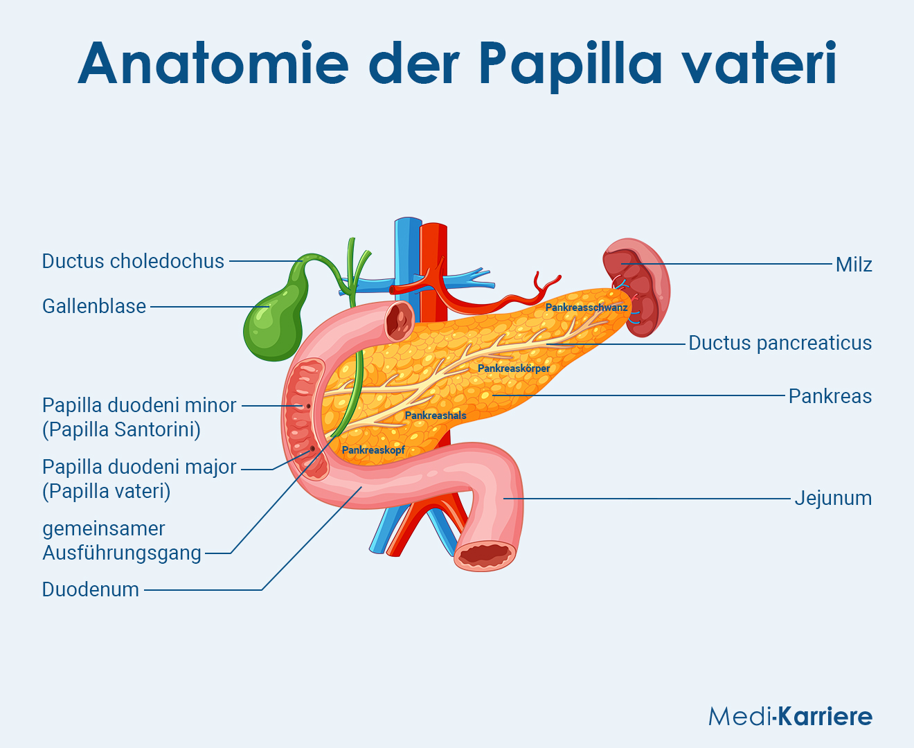 Papilla Vateri Grafik