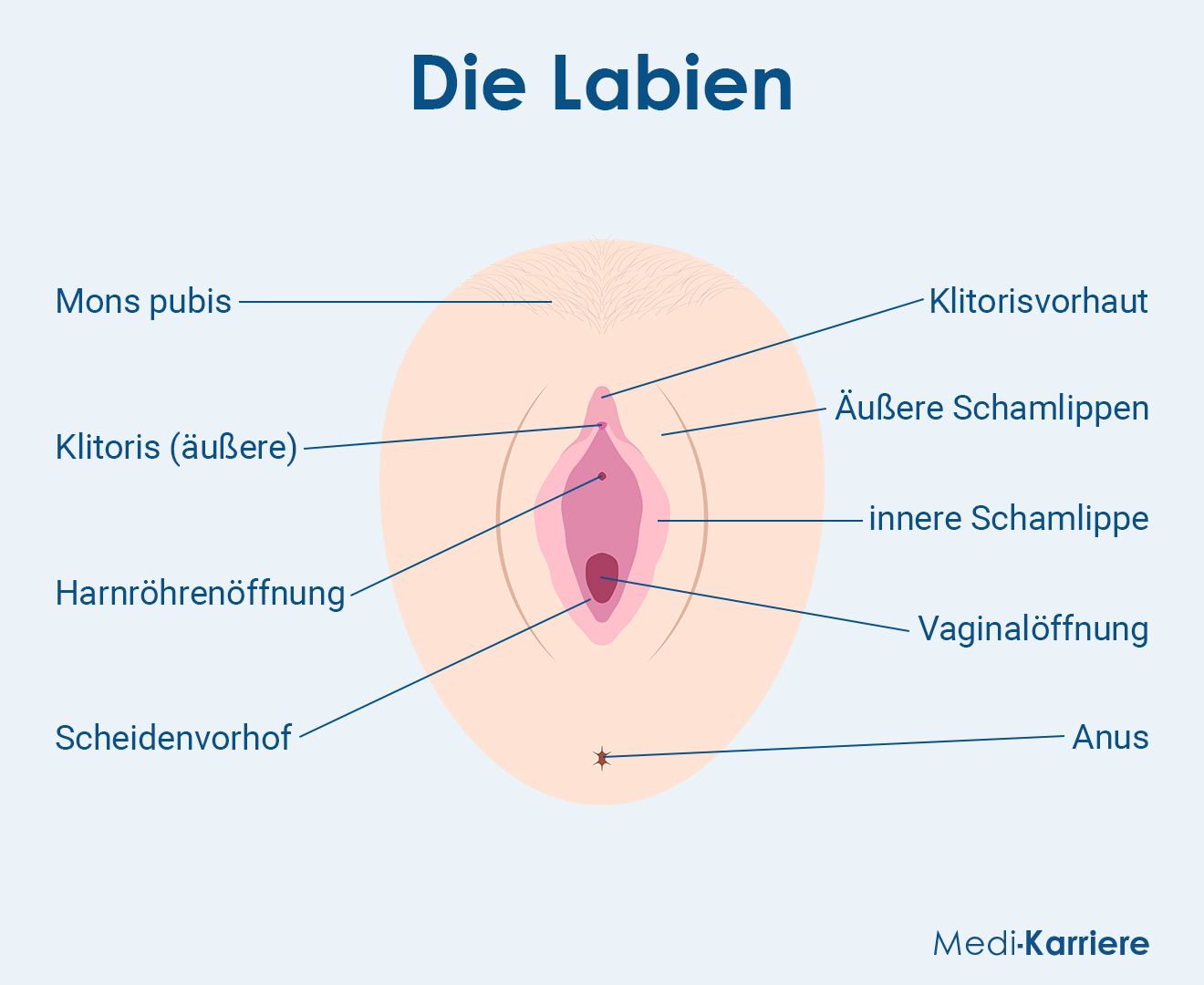 Schamlippen Grafik