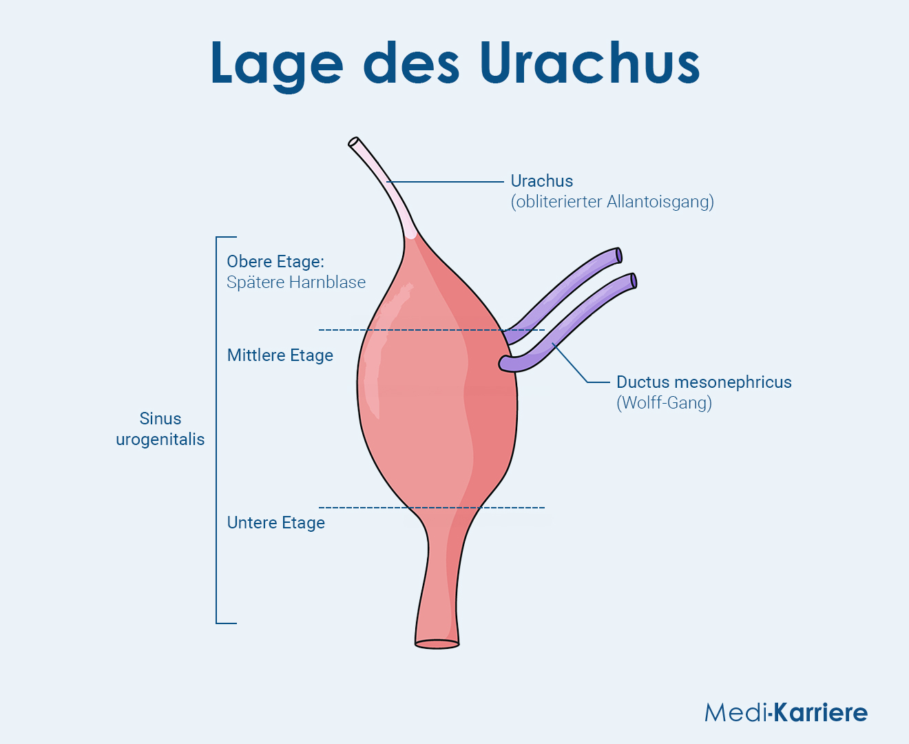 Urachus Grafk