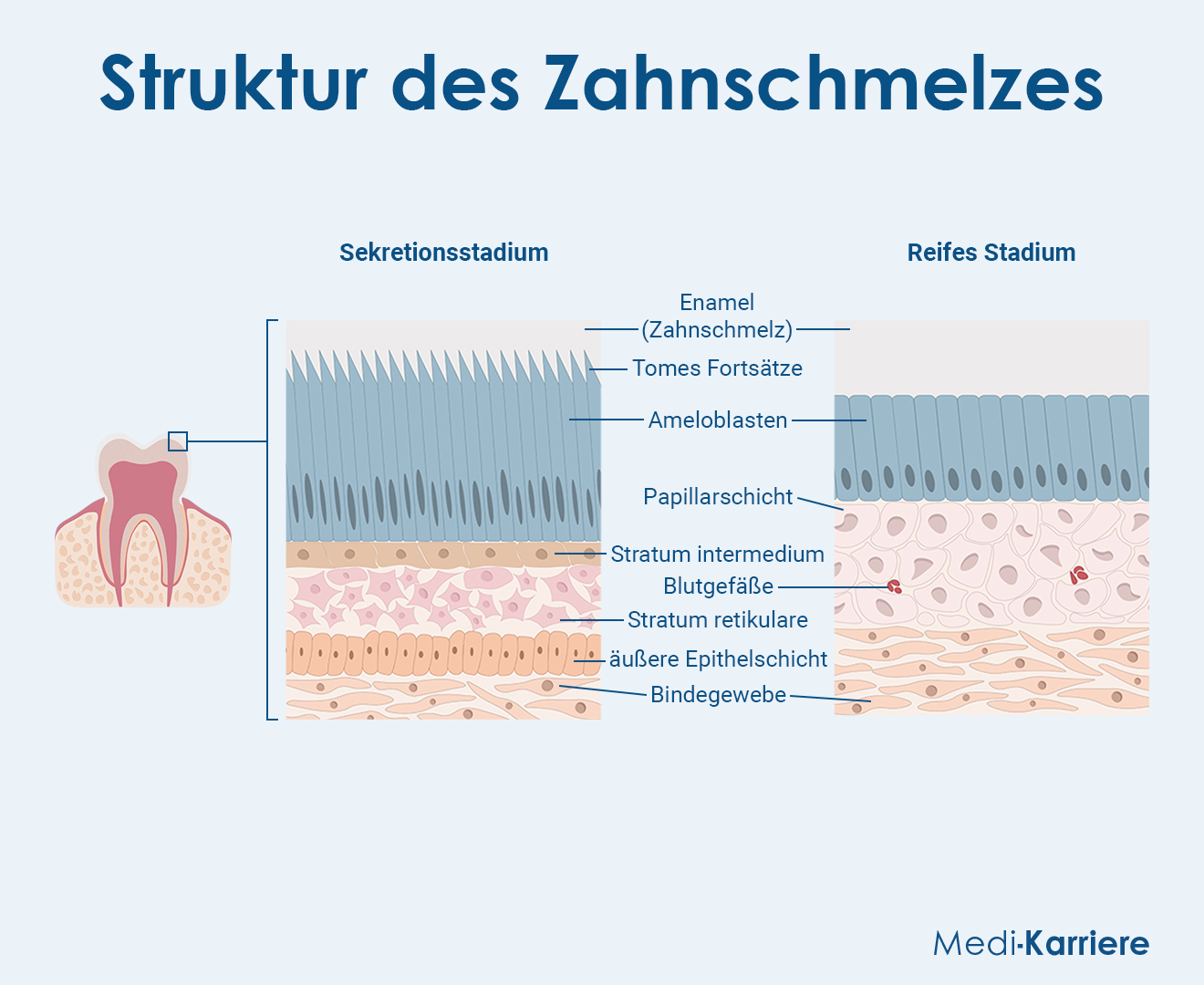 Zahnschmelz Grafik