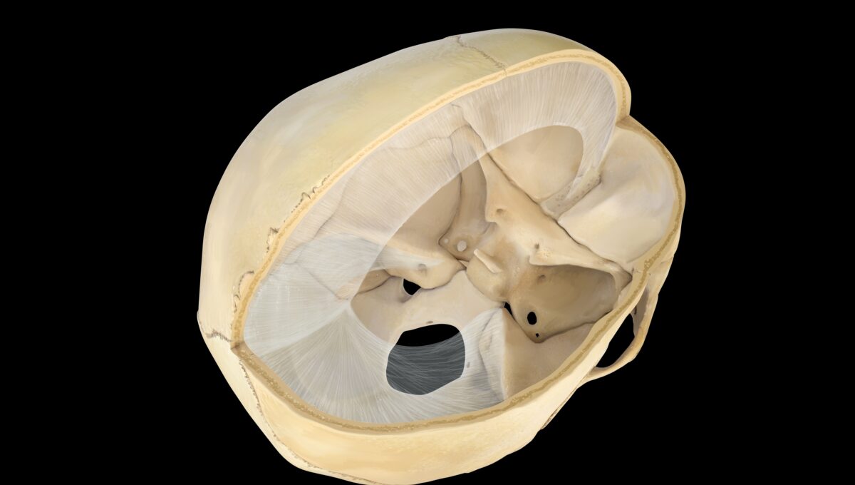 Human,Skull,Transversal,Cross Section,View.,On,White,Background.,3d,Rendering.