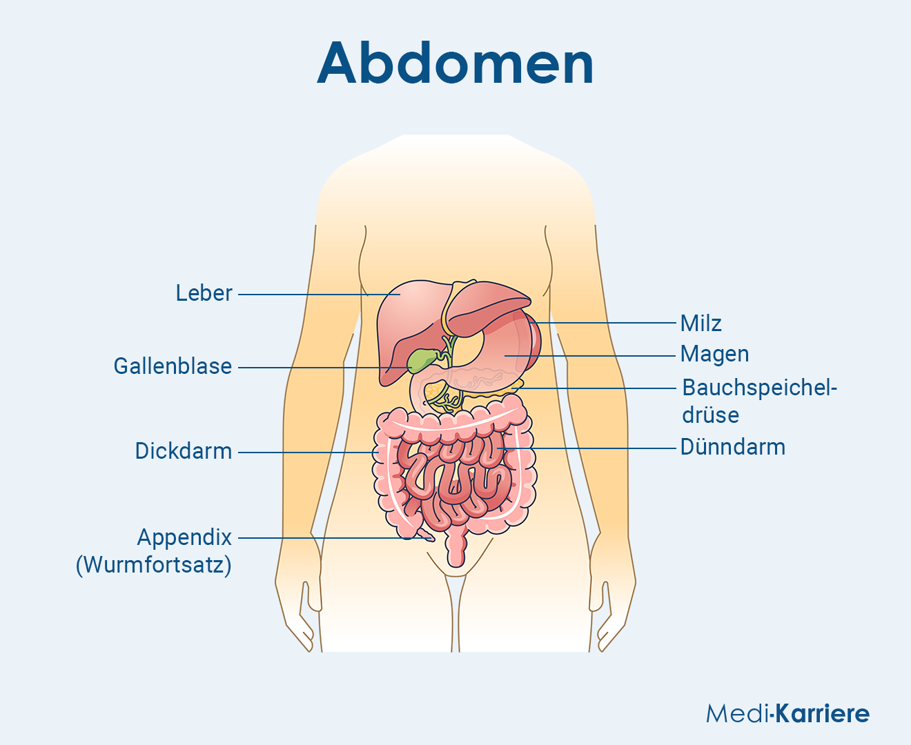 Abdomen Grafik