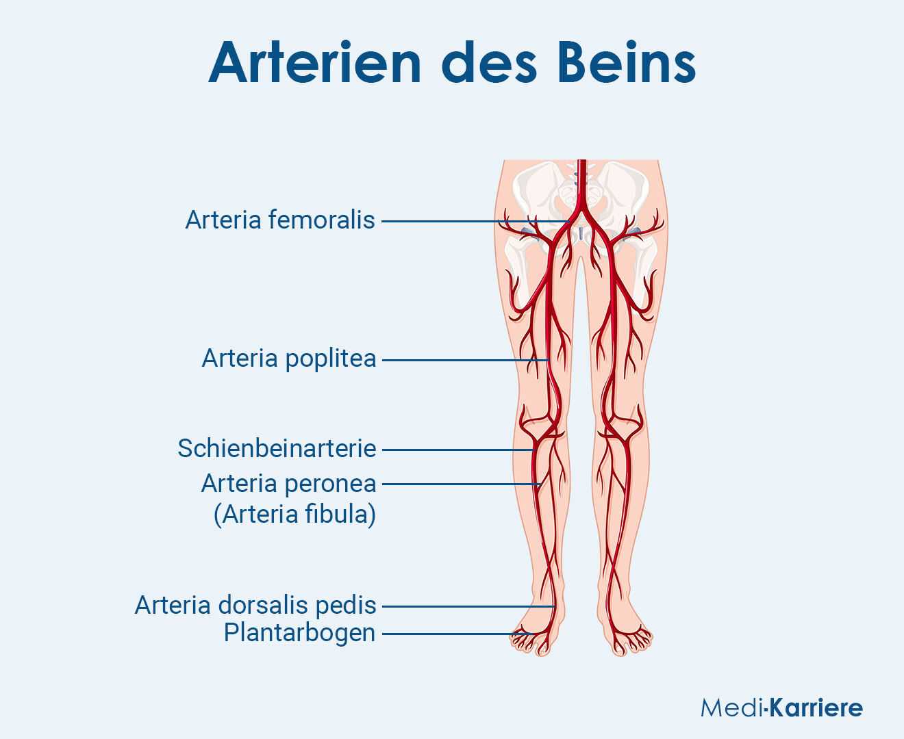 Arteria Femoralis Grafik