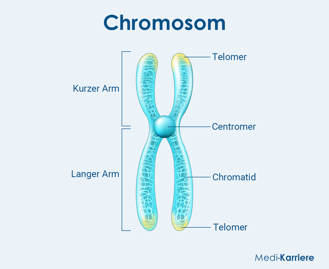 Centromer Grafik